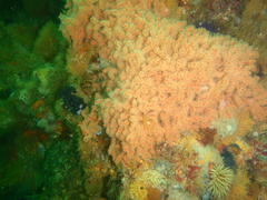 Melithaea rubra