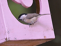 Poecile palustris