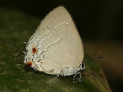 Strephonota ambrax