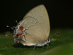 Symbiopsis perulera