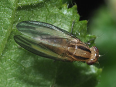 Peplomyza discoidea