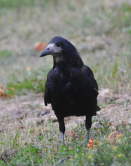 Corvus frugilegus