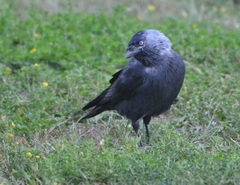 Corvus monedula