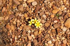 Moraea luteoalba