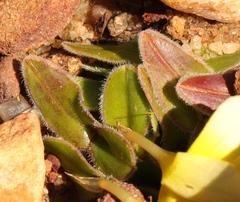 Moraea luteoalba