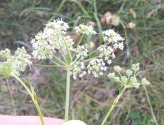 Kadenia dubia