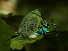 Arcas imperialis