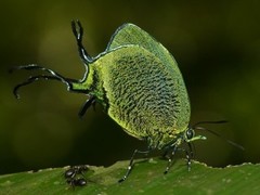 Arcas imperialis