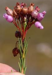 Erica obliqua