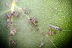 Callipterinella tuberculata