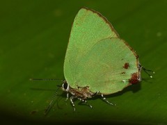 Cyanophrys herodotus