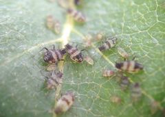 Callipterinella tuberculata