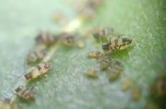 Callipterinella tuberculata