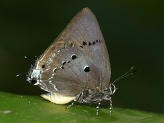 Parrhasius polibetes