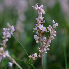 Liriope muscari