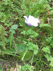 Eudianthe coeli-rosa