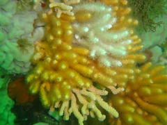 Melithaea rubra
