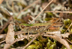 Chorthippus mollis
