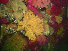 Melithaea rubra