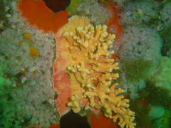 Stylaster nobilis