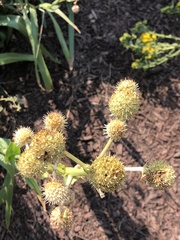 Eryngium yuccifolium