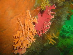 Stylaster nobilis