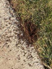 Tetramorium immigrans