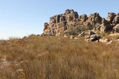 Leucadendron concavum