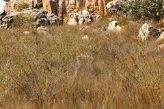 Leucadendron concavum