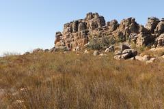 Leucadendron concavum