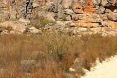 Leucadendron concavum