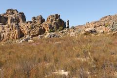 Leucadendron concavum