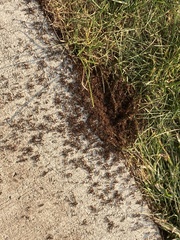 Tetramorium immigrans