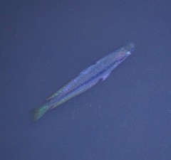 Melanotaenia splendida splendida