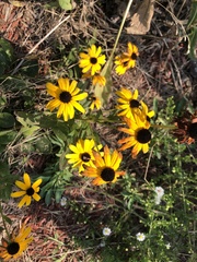 Rudbeckia