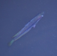 Melanotaenia splendida splendida