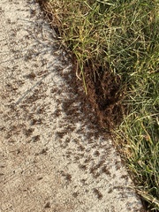 Tetramorium immigrans