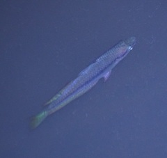 Melanotaenia splendida splendida