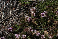 Lobelia jasionoides