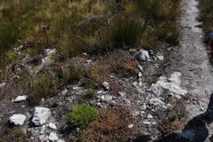 Lobelia jasionoides