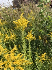 Solidago