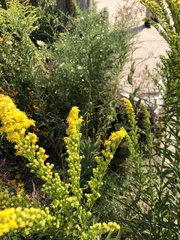 Solidago