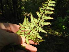 Cheilanthes viridis viridis