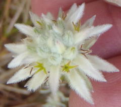 Phylica dodii