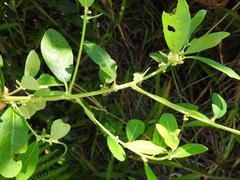 Clutia hirsuta