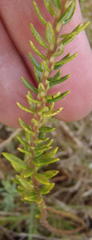 Phylica dodii