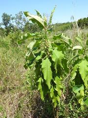 Gymnanthemum amygdalinum
