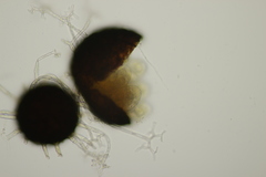 Erysiphe azaleae