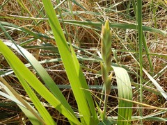 Gladiolus × hortulanus