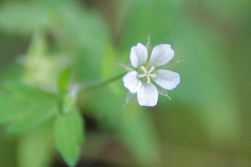 Geranium sibiricum iNat (2)